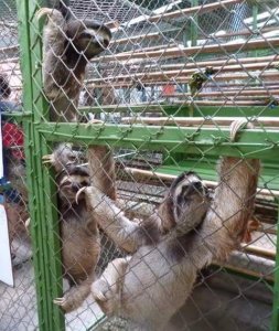 Caged Sloths