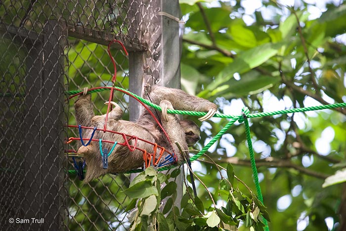 Monster the Costa Rican Sloth - Returned to Wild