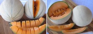 New Melon Variety This Season From Costa Rica.....Called Tiko!